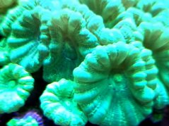 Caulastrea curvata MINT
