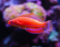 Paracheilinus carpenteri