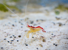 Lysmata amboinensis