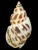 Babylonia formosae