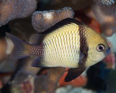 Dascyllus reticulatus
