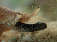 strombus alatus