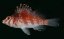 cirrhitichthys falco2