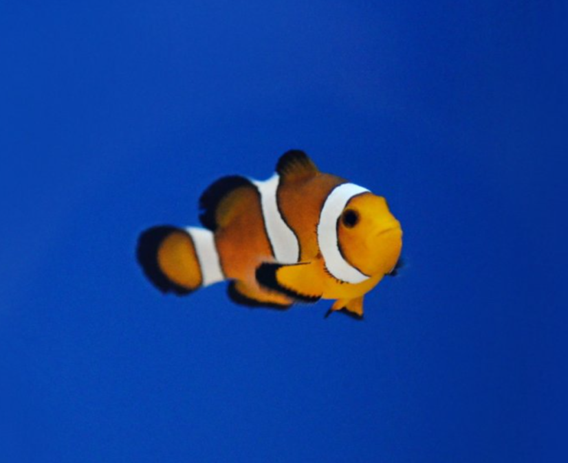 Amphiprion ocellaris - Velikost rybky: 2 - 3 cm (S)