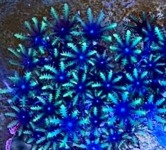 Alcyonium verseveldti