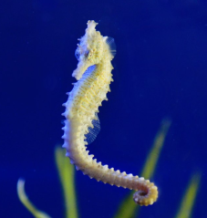 Hippocampus erectus yellow