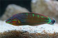 Halichoeres melanurus2