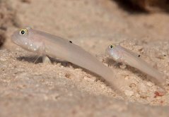 Valenciennea sexguttata PÁR