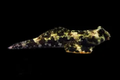 Synchiropus ocellatus