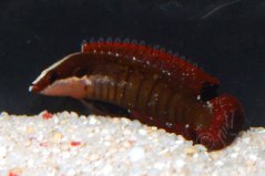 Belonepterygion fasciolatum