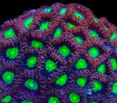 Zoanthus INCREDIBLE HULK