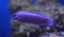 Pseudochromis fridmani