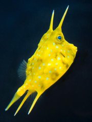 Lactoria cornuta