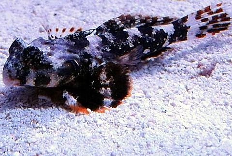 Synchiropus ocellatus