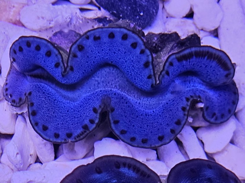 Tridacna maxima ULTRA BLUE č.3