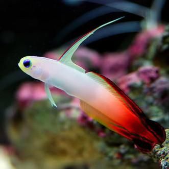 n.magnifica1