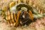 calcinus laevimanus3