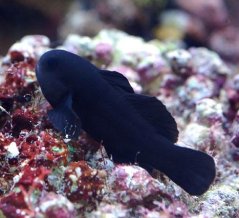 Gobiodon acicularis