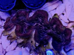 Tridacna squamosina ULTRA