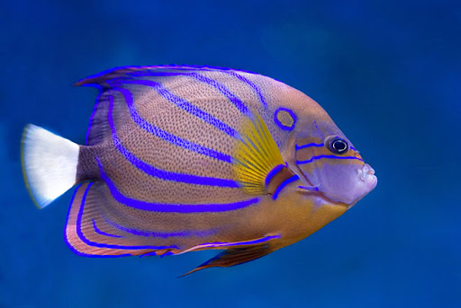 p. annularis