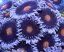 mary jane polyp