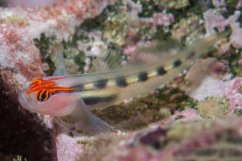 elacatinus puncticulatus I
