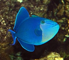 odonus niger3
