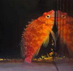 Cirrhitichthys bleekeri