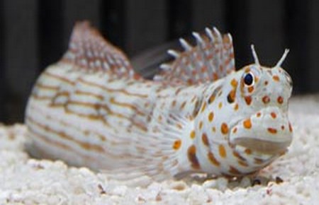 Blenniella chrysospilos 1