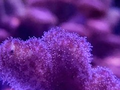 Pocillopora damicornis ROSA