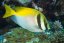Siganus virgatus1