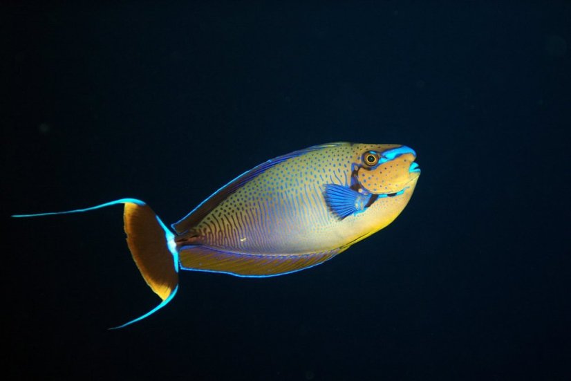Naso vlamingii3