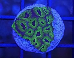 Oulophyllia bennettae PURPLE/GREEN