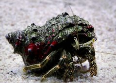 calcinus sp.