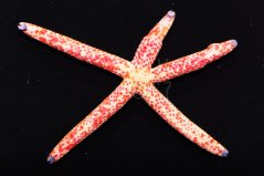 linckia multifora