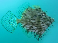 chaetodermis2