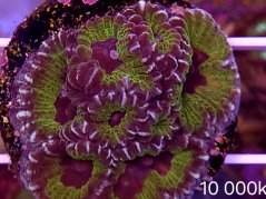 Favia sp. RAZOR EDGE