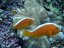 amphiprion sandaracinos2