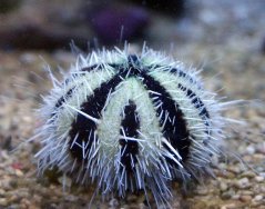 tripneustes sp.