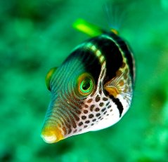 Canthigaster valentini