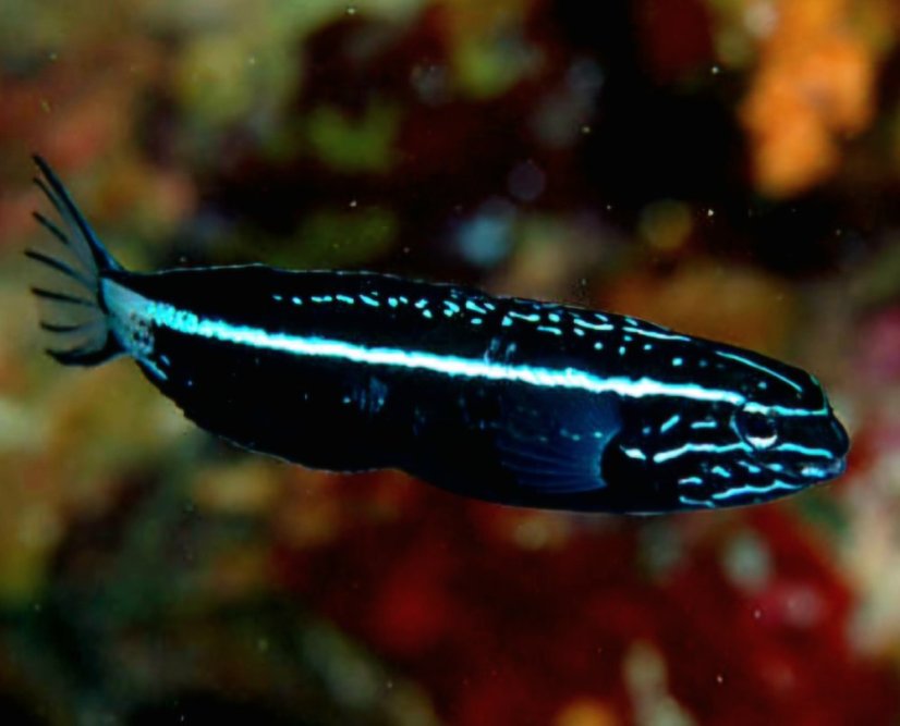Meiacanthus kamoharai
