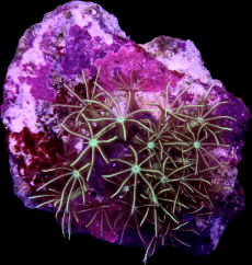 Pachyclavularia sp. JEWEL