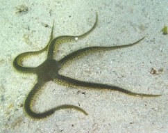 ophiarachna incrassata