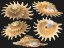 lithopoma phoebium1