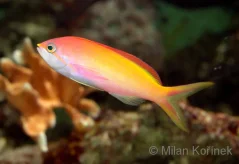 Nemanthias carberryi