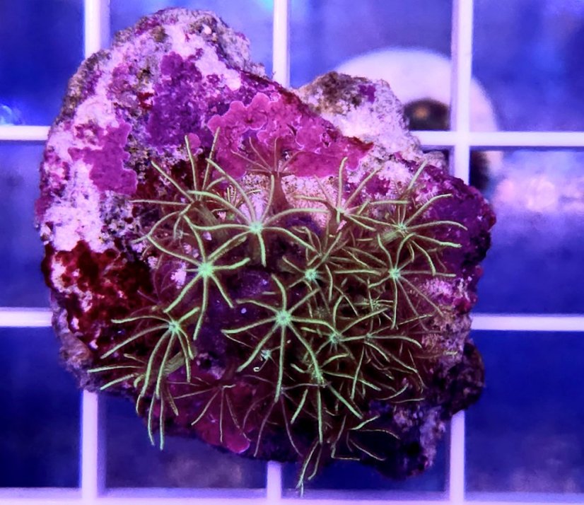 Pachyclavularia sp. JEWEL