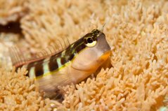Ecsenius lineatus