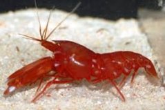 Alpheus bisinctus II