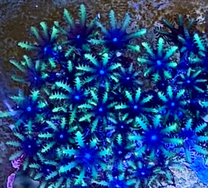 Alcyonium verseveldti