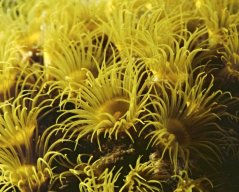 Terrazoanthus sp.YELLOW INDO